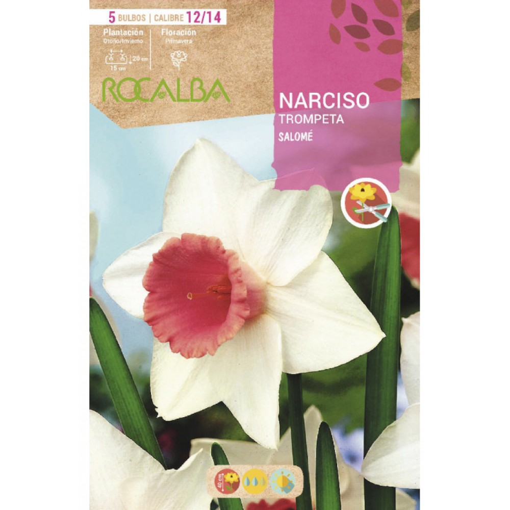 S.BOLBO SAQUETA ROCALBA NARCISO TROMPETA SALOME BRANCO E ROSA<br>-EBNT5695