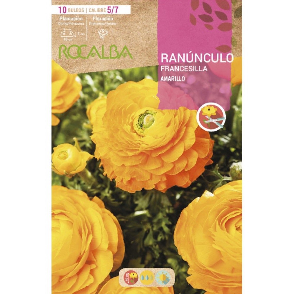 S.BOLBO SAQUETA RANUNCULO FRANCESILLA AMARELO -EBRF6120
