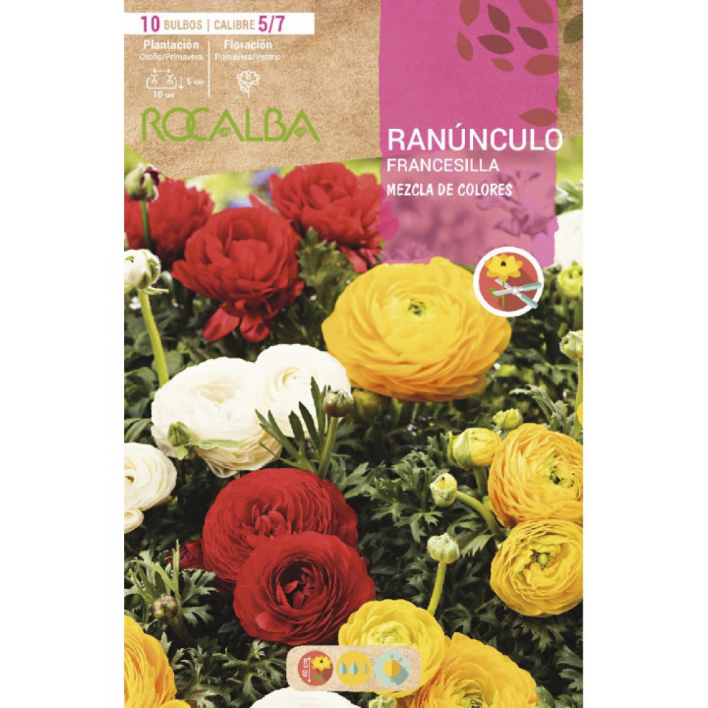 S.BOLBO SAQUETA RANUNCULO FRANCESILLA MISTURA DE CORES -EBRF6130