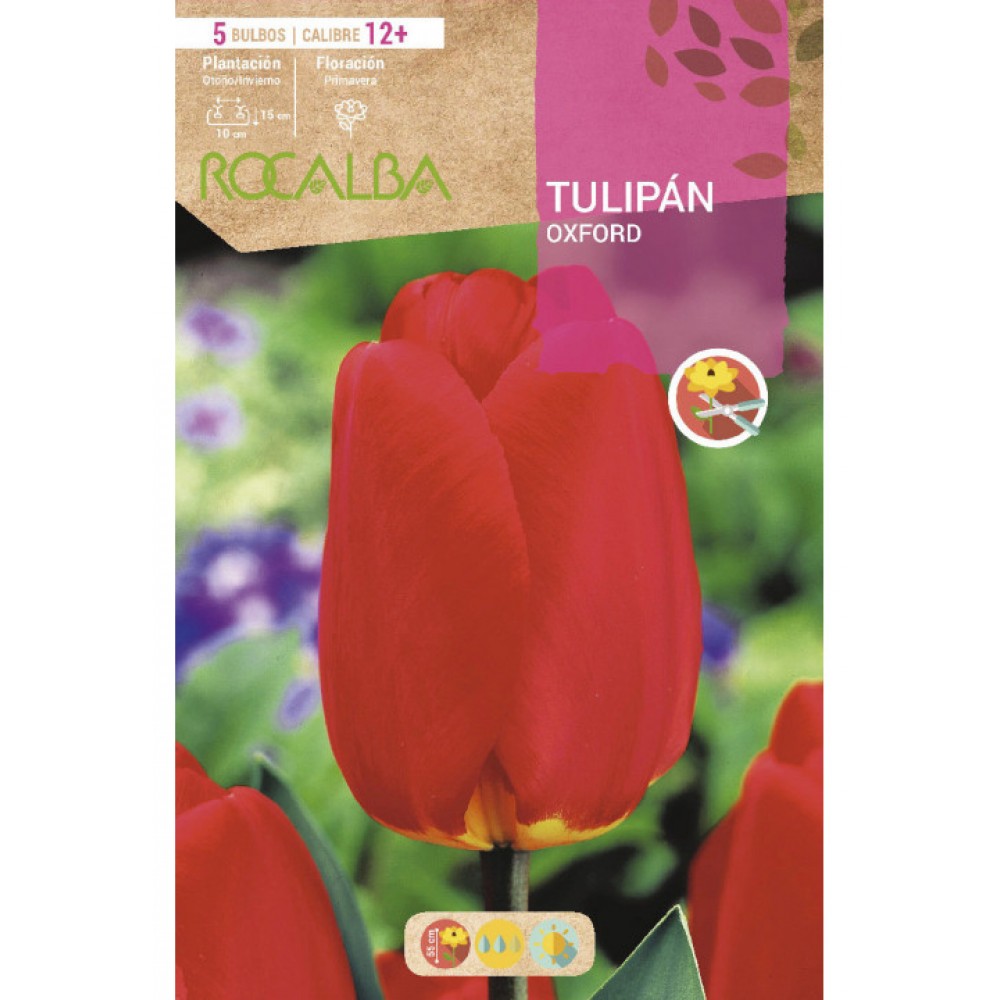 S.BOLBO SAQUETA TULIPA VERMELHA OXFORD -EBTN5035
