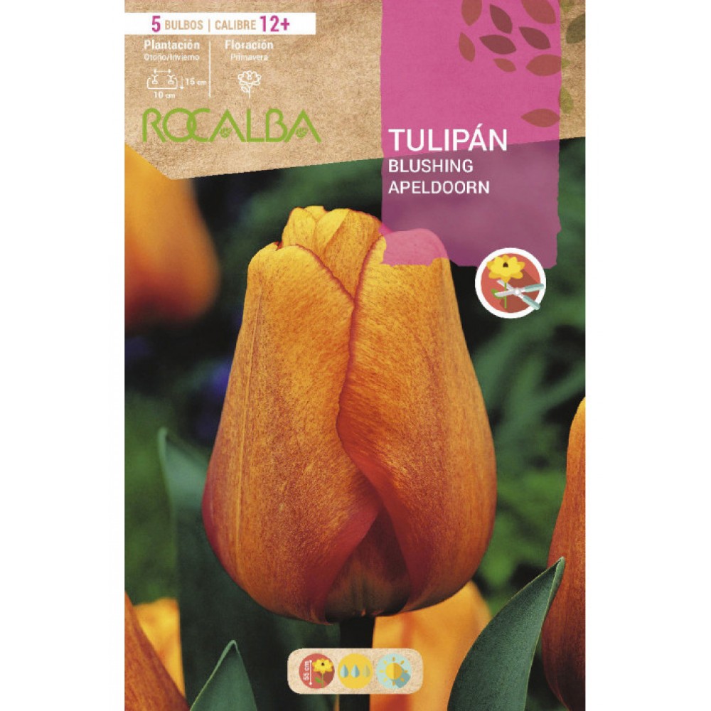 S.BOLBO SAQUETA TULIPA AMARELA BLUSHING APELDOORN -EBTN5040