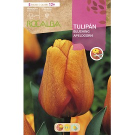 S.BOLBO SAQUETA TULIPA AMARELA BLUSHING APELDOORN -EBTN5040