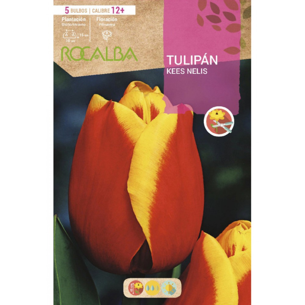 S.BOLBO SAQUETA TULIPA VERMELHA / AMARELA KEES NELIS -EBTN5045