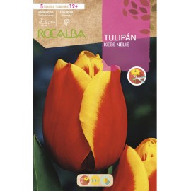 S.BOLBO SAQUETA TULIPA VERMELHA / AMARELA KEES NELIS -EBTN5045