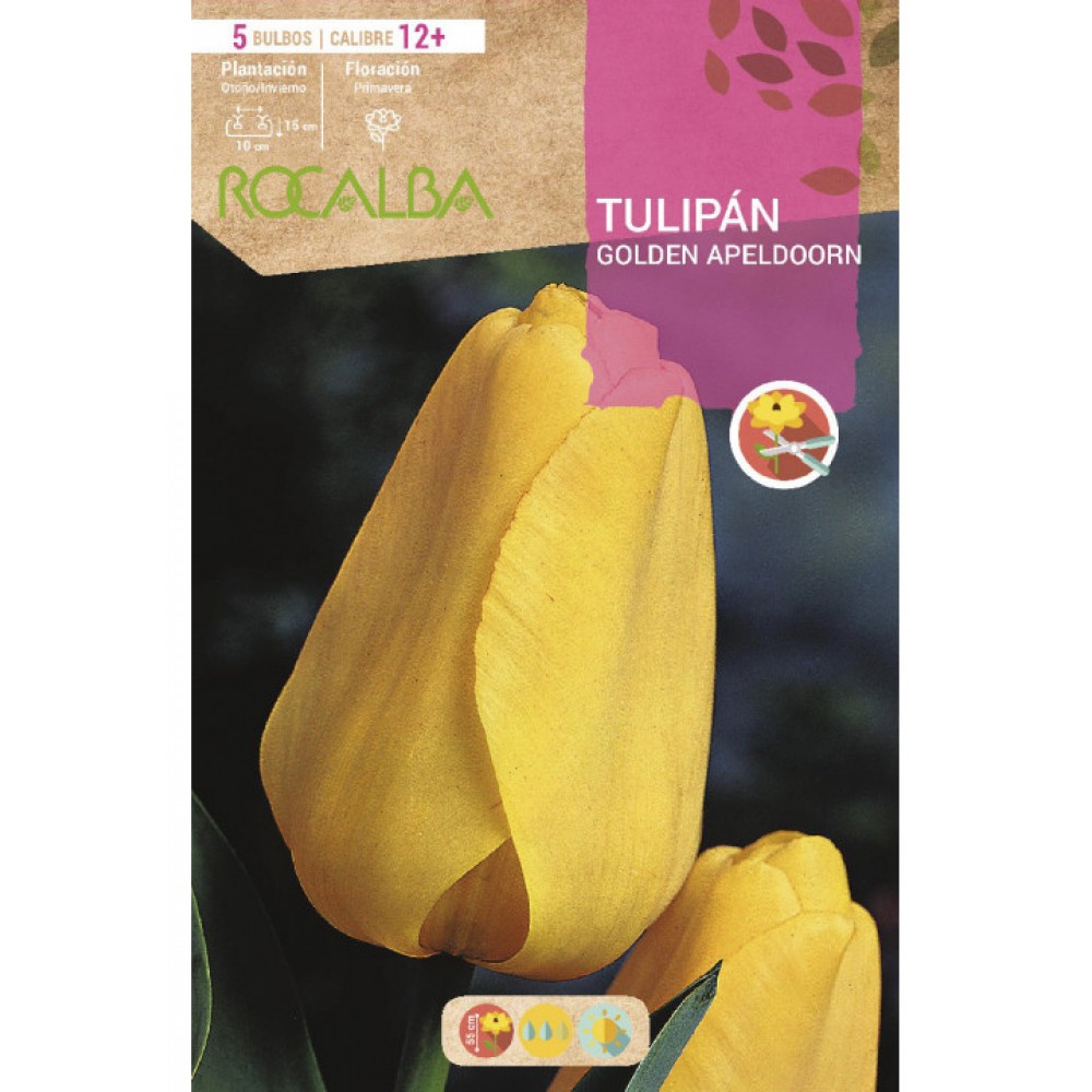 S.BOLBO SAQUETA TULIPA AMARELA GOLDEN APELDOORN -EBTN5095