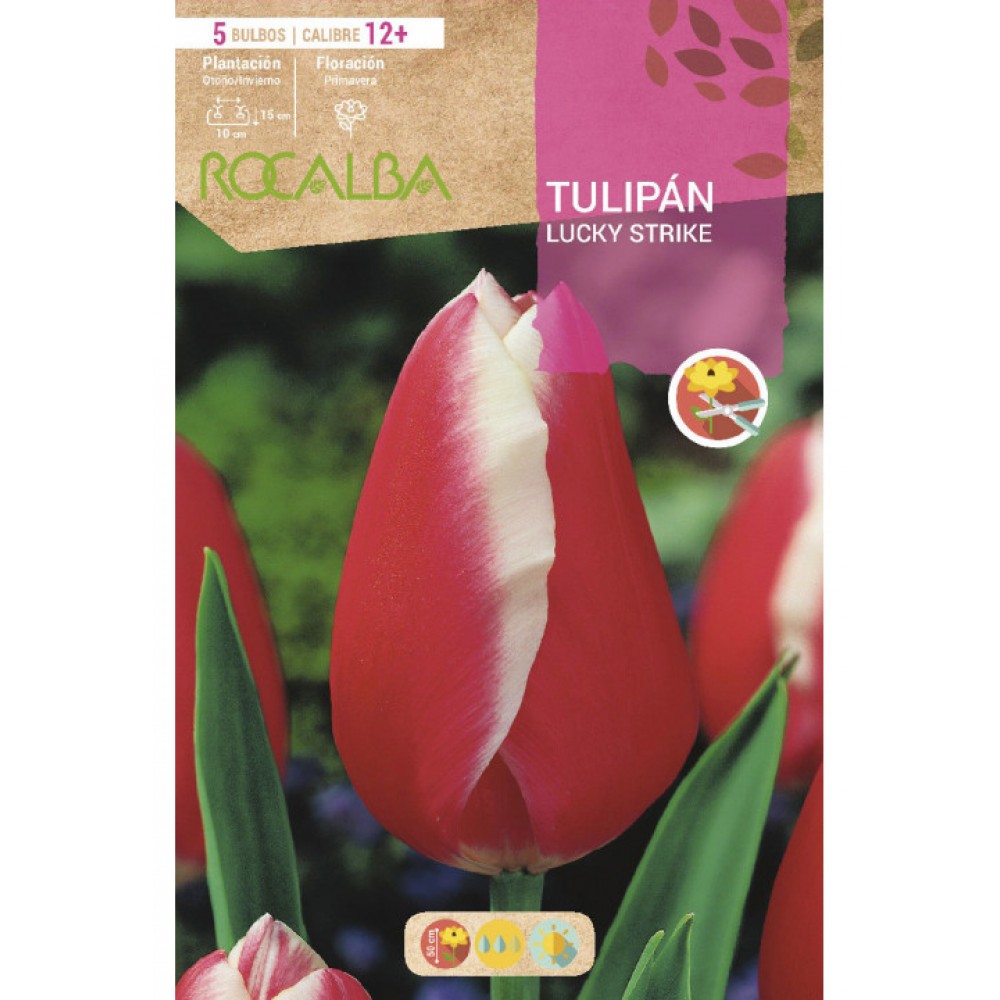 S.BOLBO SAQUETA TULIPA VERMELHA / BRANCO LUCKY STRIKE  -EBTN5100