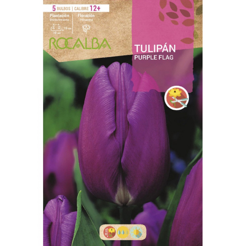 S.BOLBO SAQUETA TULIPA PURPURA PURPLE FLAG -EBTN5115