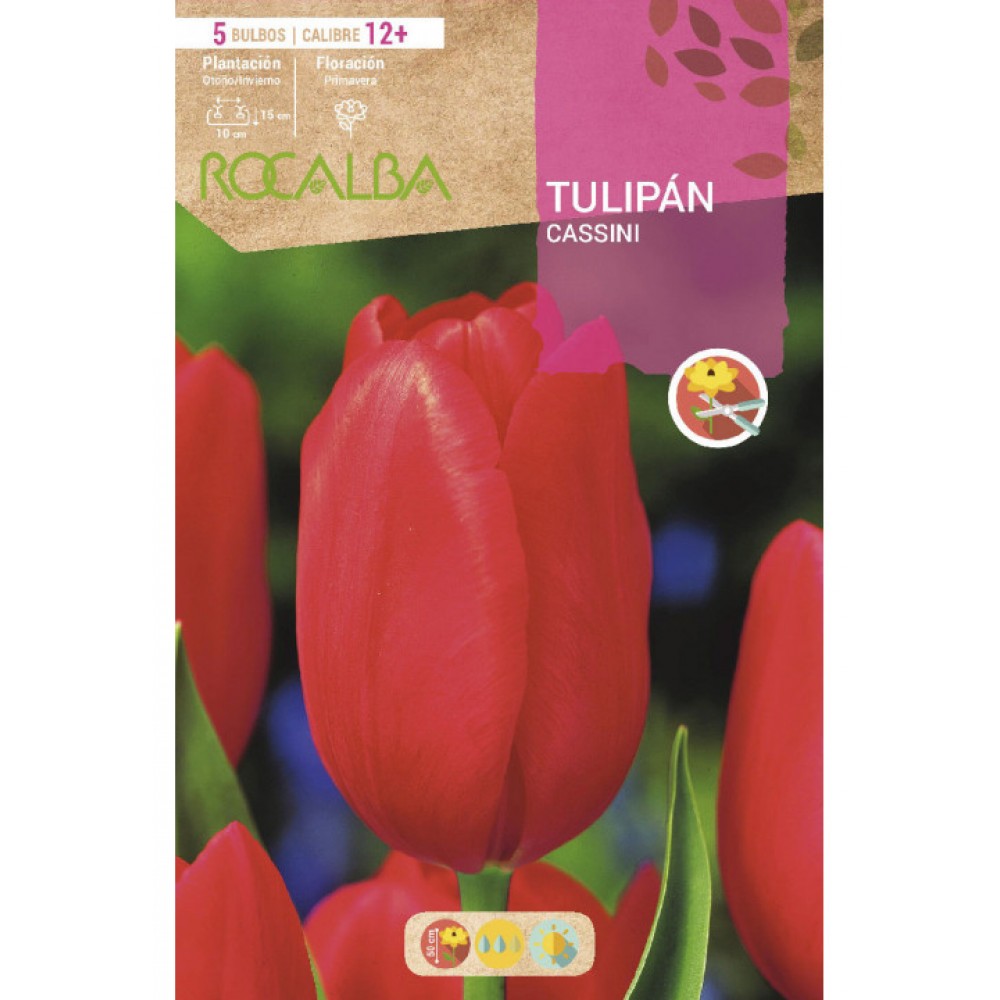 S.BOLBO SAQUETA TULIPA VERMELHA CASSINI -EBTN5125