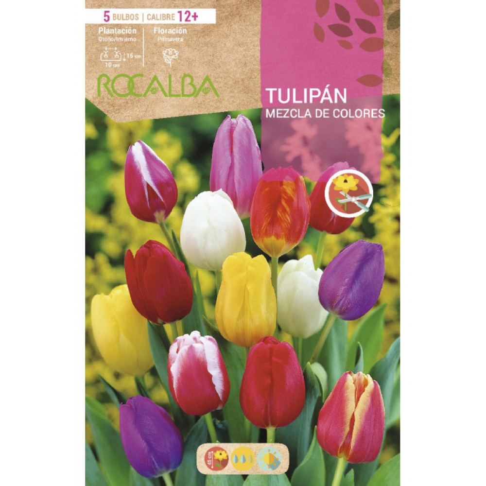 S.BOLBO SAQUETA TULIPA MISTURA CORES -EBTN5130