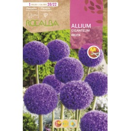 S.BOLBO SAQUETA ALLIUM GIGANTEUM VIOLETA  -EBVV6630
