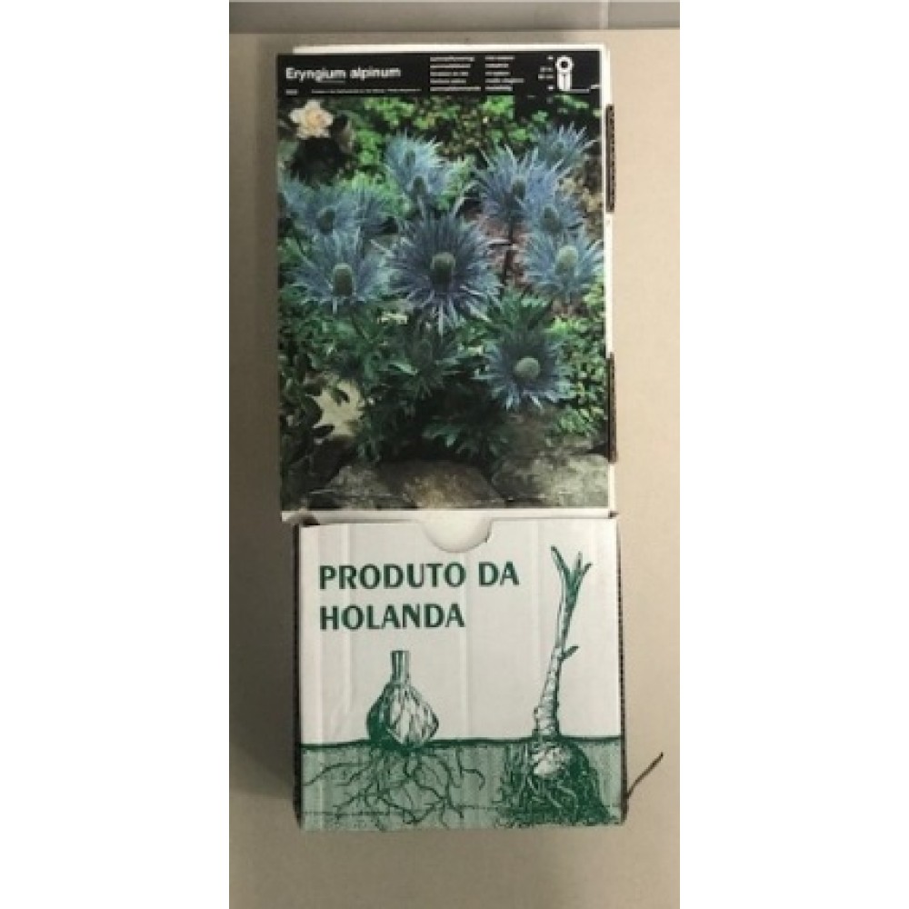 S.BOLBO GR ERYNGIUM - CAIXA 20 UNIDADES