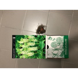 S.BOLBO EUCOMIS - UNIDADE