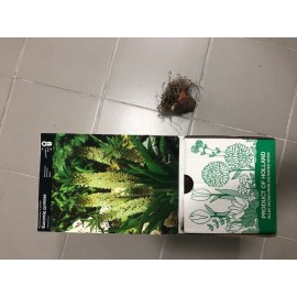 S.BOLBO DC EUCOMIS COMOSA - CX 30 UNIDADES