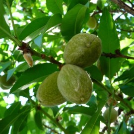 S.ARVORE FRUTO -AMENDOEIRA EM VASO
