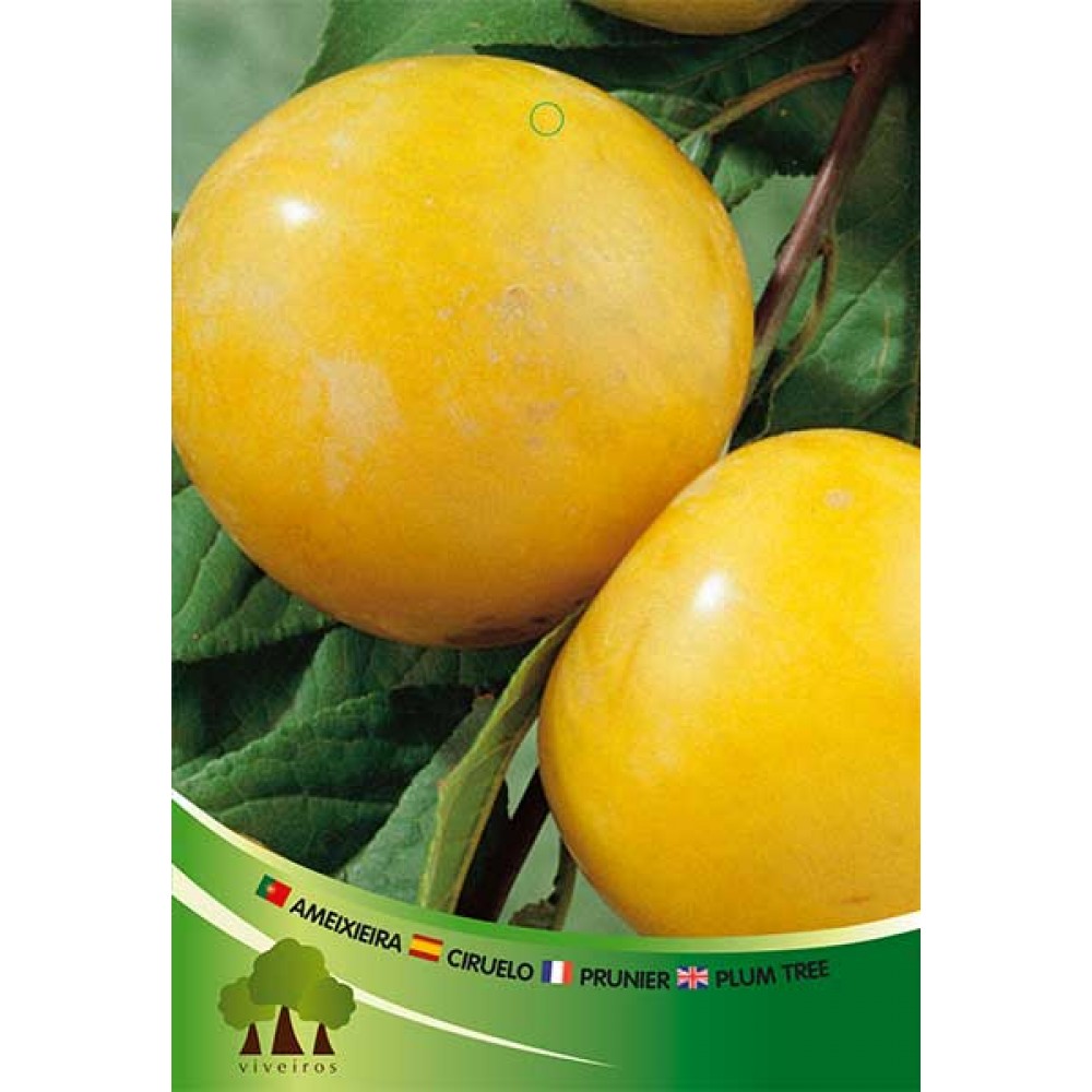 S.ARVORE FRUTO -AMEIXOEIRA EM VASO GOLDEN JAPAN