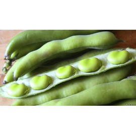 S.FAVA SUPER AGUADULCE         -GRANEL