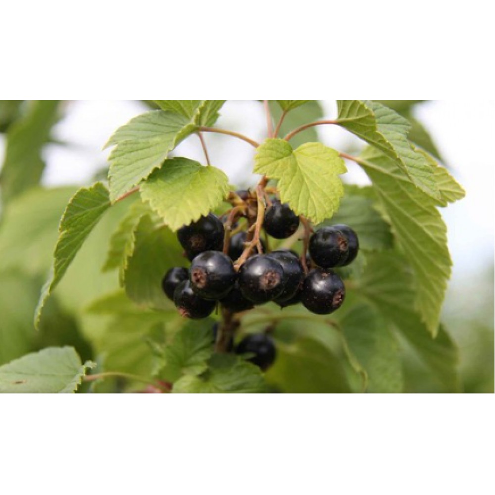S.ARVORE FRUTO -GROSELHA PRETA - CACIS