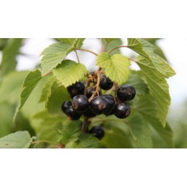S.ARVORE FRUTO -GROSELHA PRETA - CACIS