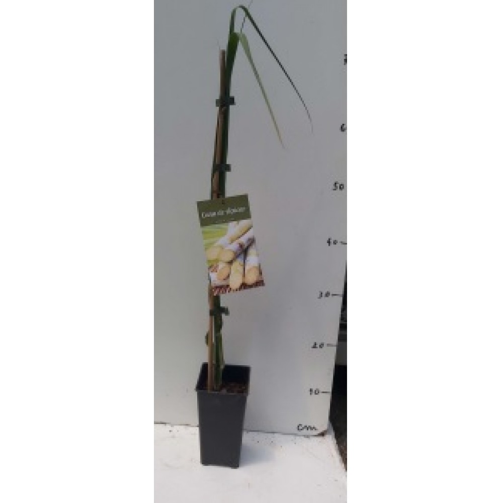 S.ARVORE FRUTO TROPICAL -CANA DE AÇUCAR EM VASO
