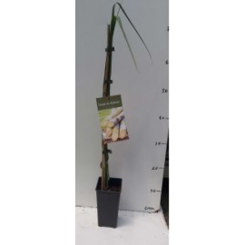 S.ARVORE FRUTO TROPICAL -CANA DE AÇUCAR EM VASO