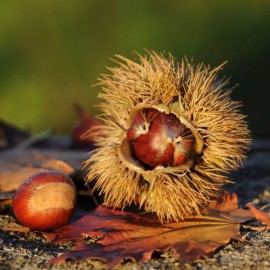 S.ARVORE FRUTO -CASTANHEIRO EM VASO