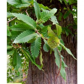 S.ARVORE FRUTO -CASTANHEIRO EM VASO