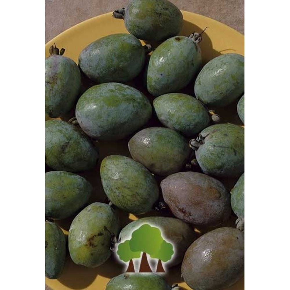 S.ARVORE FRUTO TROPICAL -FEIJOA