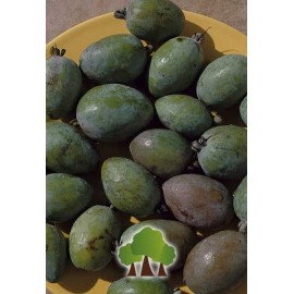 S.ARVORE FRUTO TROPICAL -FEIJOA