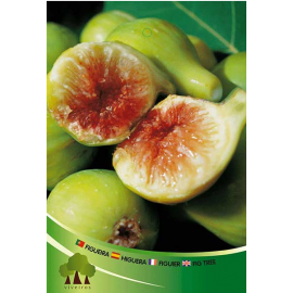 S.ARVORE FRUTO -FIGUEIRA EM VASO