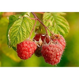 S.ARVORE FRUTO -FRAMBOESA RUBUS IDAEUS