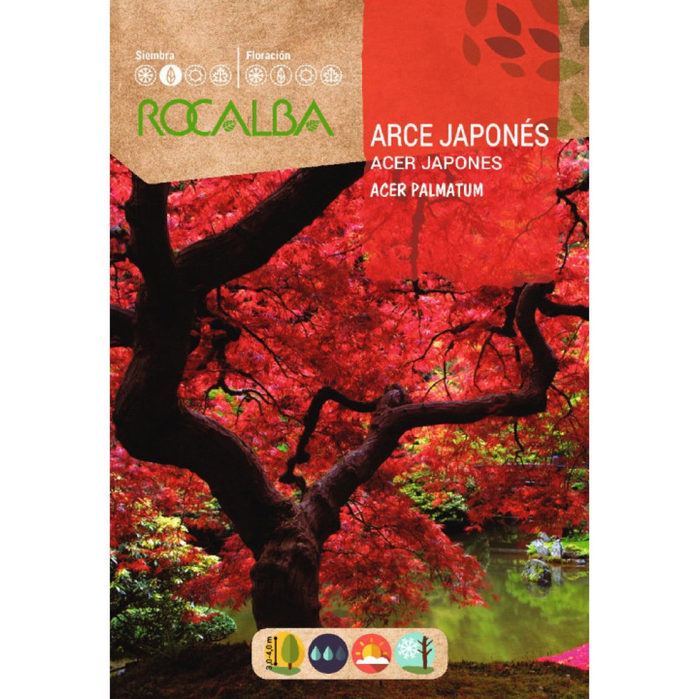 S.BORDO JAPONES ROCALBA