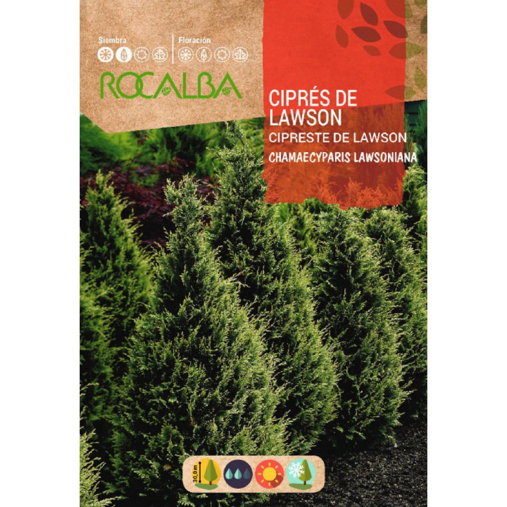 S.CIPRESTE DE LAWSON ROCALBA