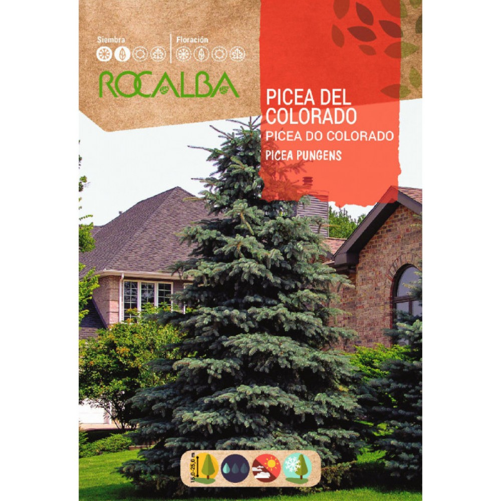 S.PICEA ROCALBA DO COLORADO