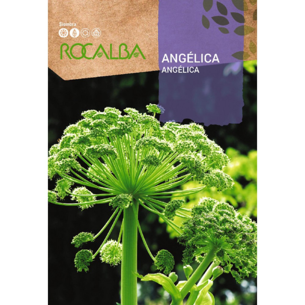 S.ANGELICA ROCALBA AROMATICA