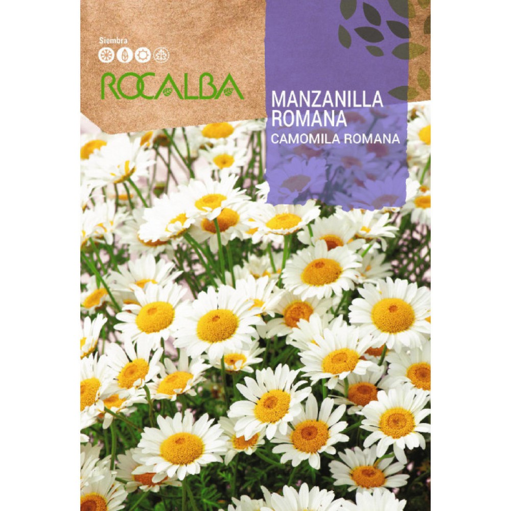 S.CAMOMILA ROCALBA ROMANA