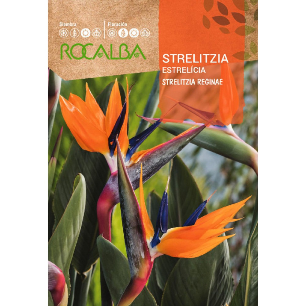 S.STRELITZIA ROCALBA