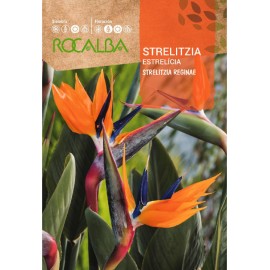 S.STRELITZIA ROCALBA