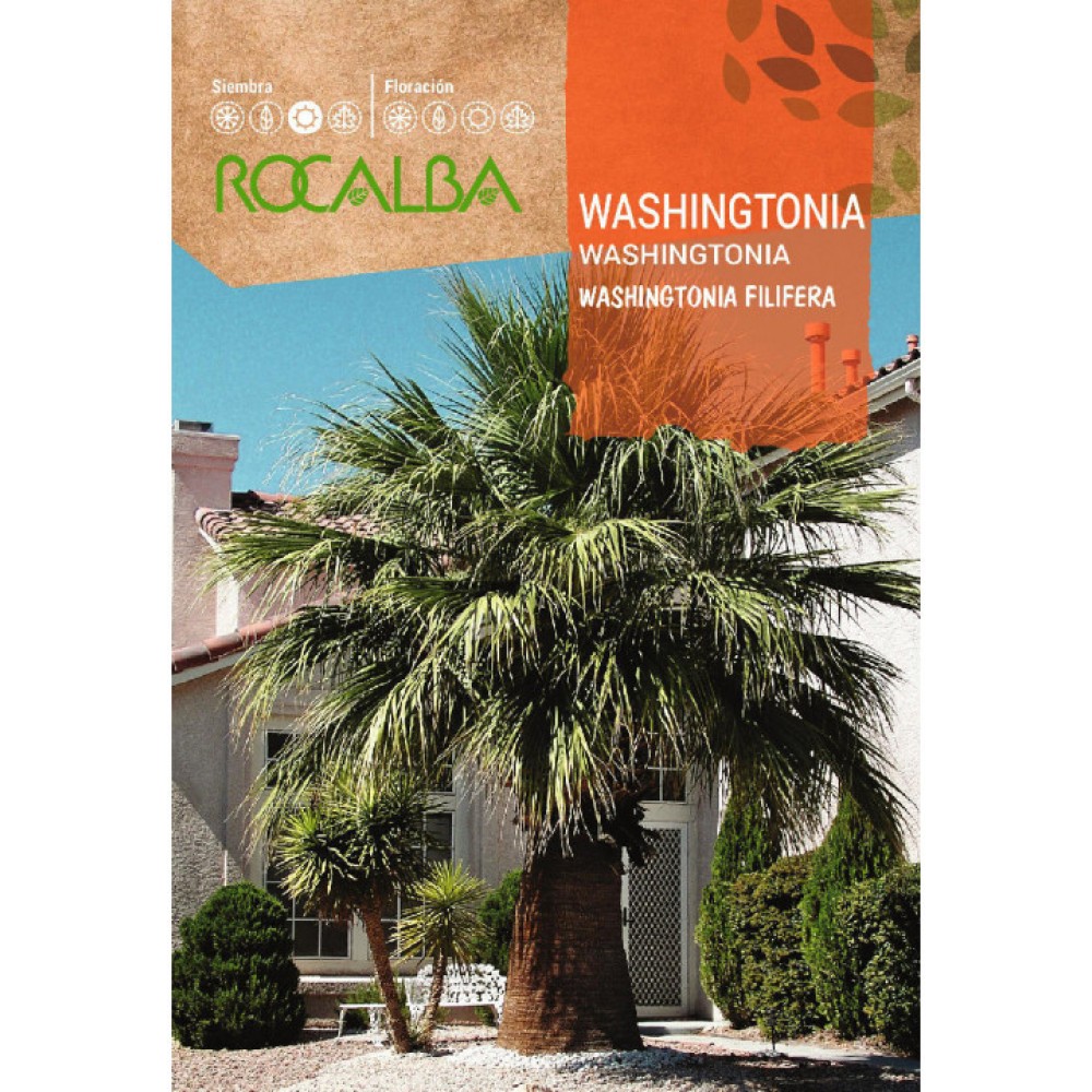 S.PALMEIRA WASHINGTONIA ROCALBA