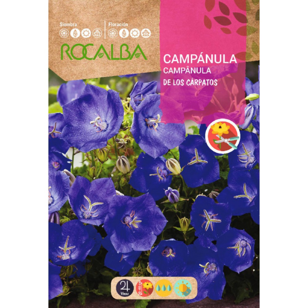 S.CAMPANULA ROCALBA CARPATOS