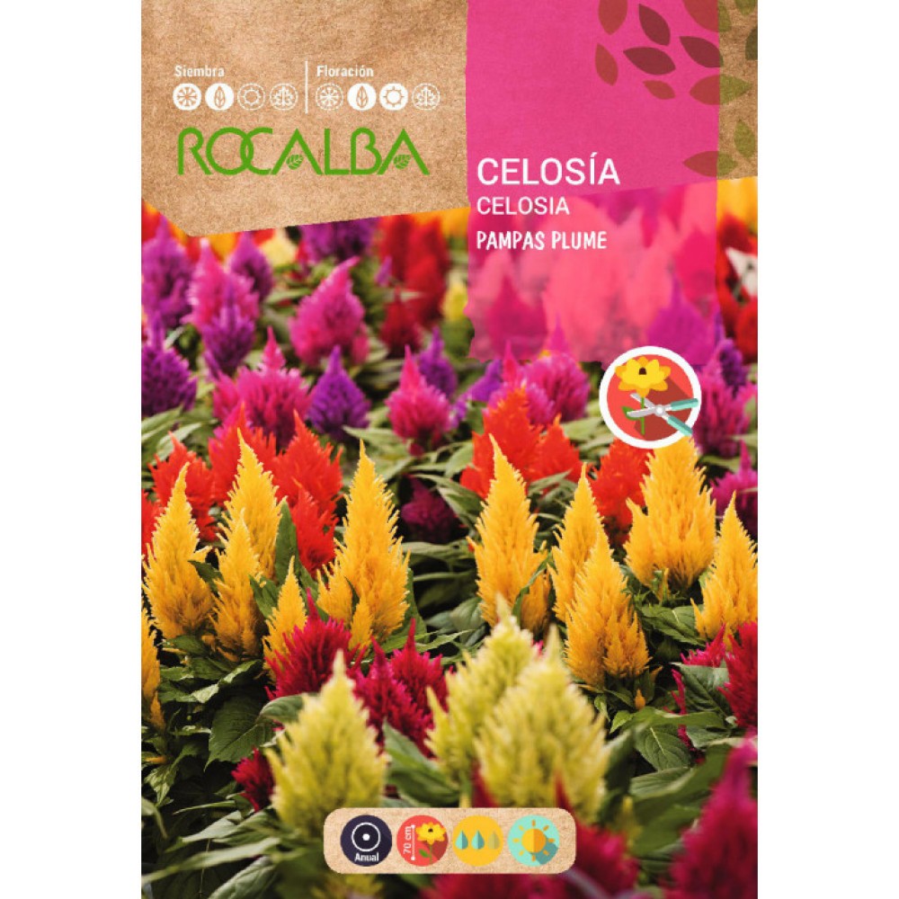 S.CELOSIA ROCALBA PLUMOSA VARIADA