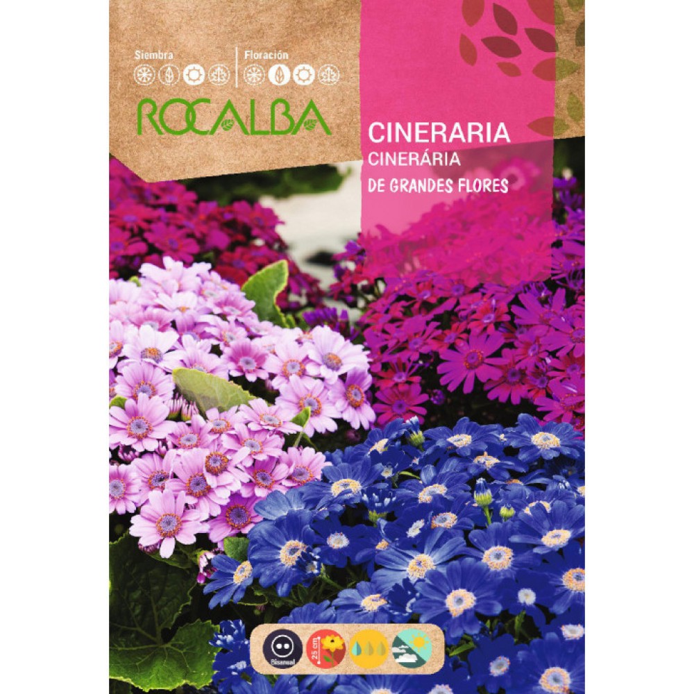 S.CINERARIA ROCALBA HIBRIDA