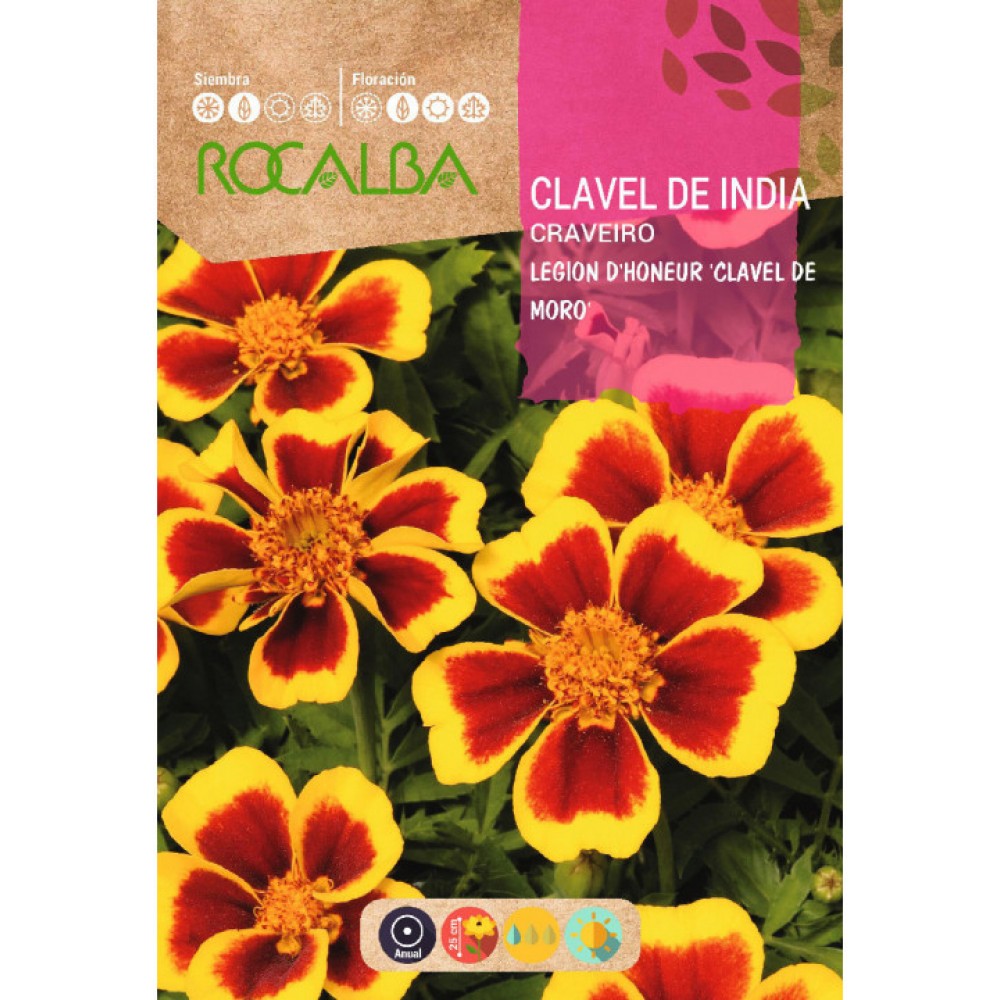 S.CRAVO DA INDIA ROCALBA SIMPLES ANAO