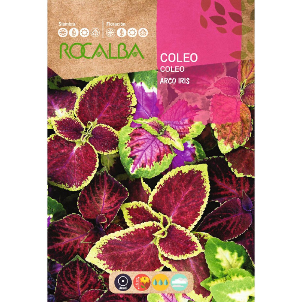 S.COLEOS ROCALBA ARCO-IRIS MISTURA