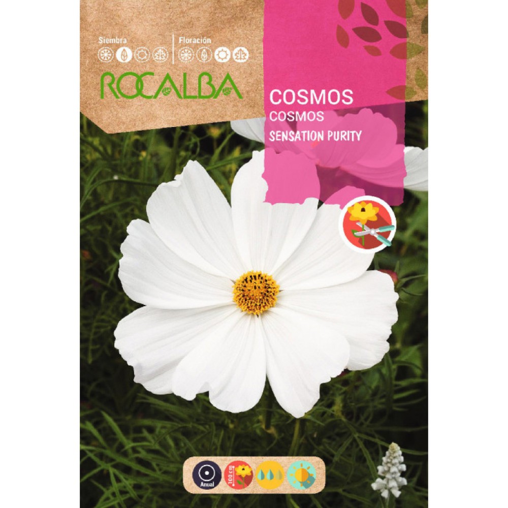 S.COSMOS ROCALBA BRANCO