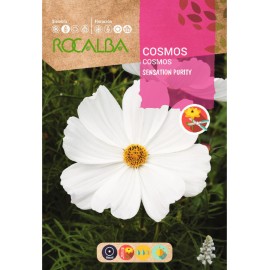 S.COSMOS ROCALBA BRANCO