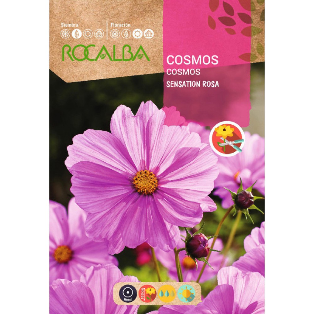 S.COSMOS ROCALBA ROSA