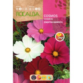 S.COSMOS ROCALBA GIGANTE VARIADO