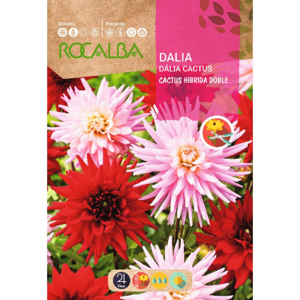 S.DALIA ROCALBA CACTUS DUPLA