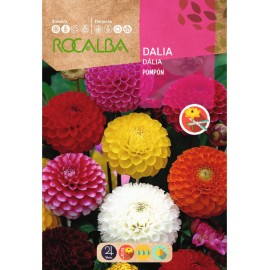 S.DALIA ROCALBA POMPON VARIADA