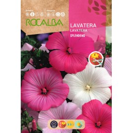 S.LAVATERA ROCALBA SPLENDENS